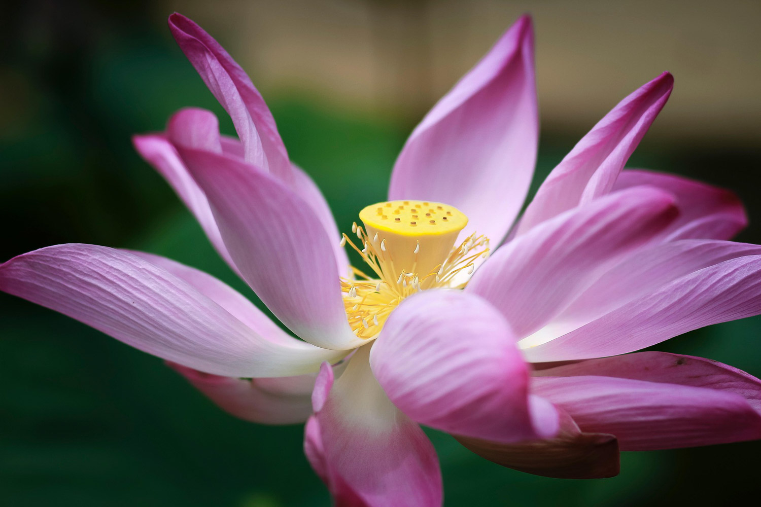 lotus Planetencode